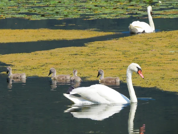 Ein weißer Schwan — Stockfoto