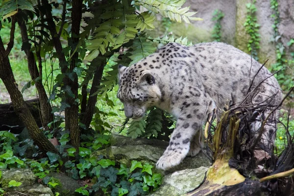 Bir beyaz leopar — Stok fotoğraf