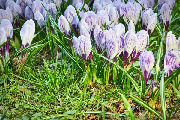 Crocus cibulovin během jara — Stock fotografie