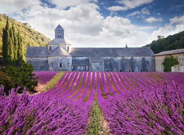 Аббатство Сенанк с цветущим лавандором. Прованс, Франция — стоковое фото