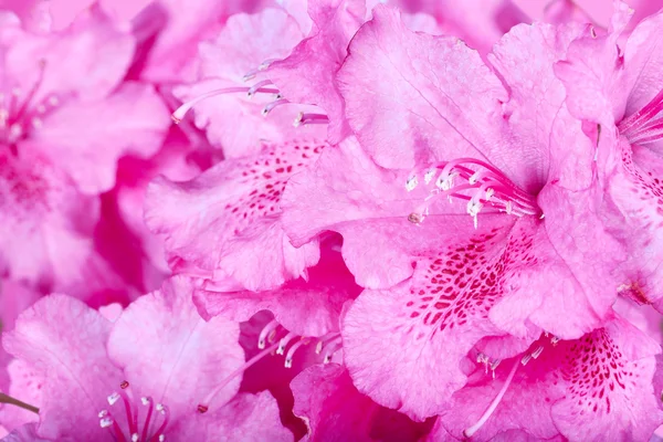 Las flores florecientes de una adelfa rosa — Foto de Stock