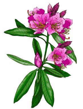 Nerium Oleander vektör çizim