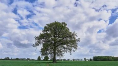 Boş arazide yapayalnız ağaç, yarış bulutları