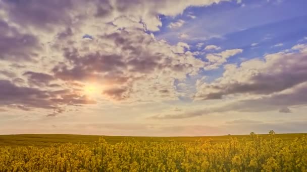 Kvetoucí řepkové pole a zapadající obloha, slunce za obzorem — Stock video