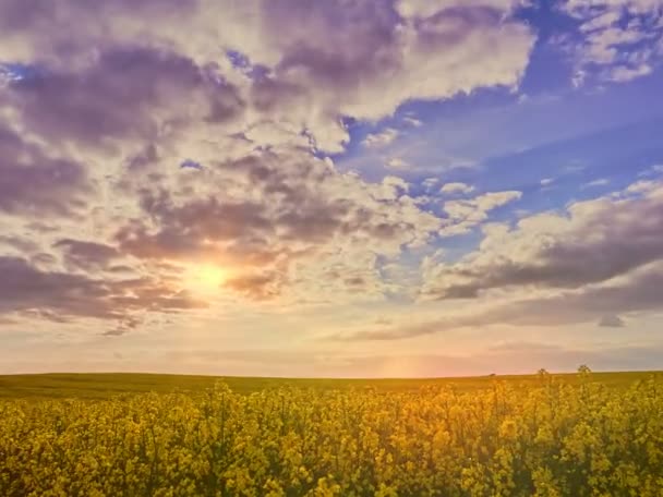 Kvetoucí řepkové pole a zapadající obloha — Stock video