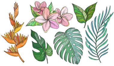 Set of tropical leaves. Palm, banana leaf, monstera, heliconia and Frangipani flowers