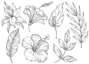 Tropikal yapraklar. Tropik çiçekler ve bitkiler. Siyah ve beyaz