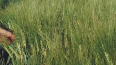 Kadınların elleri buğday kulaklarına dokunuyor