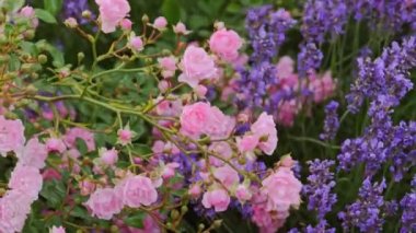 Solgun Pembe Tırmanan Güller ve Lavanta Çalıları