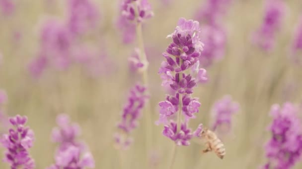 Pszczoła miodna na kwiatach lawendy, Prowansja — Wideo stockowe