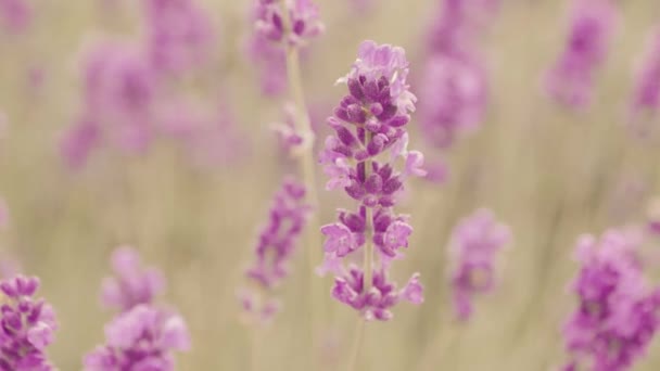 Крупный план фиолетовых цветов лаванды — стоковое видео