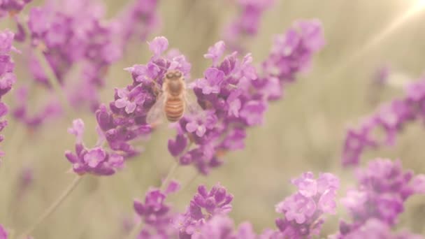 Biene auf einer Lavendelblüte, Provence — Stockvideo