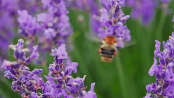 Медова бджола на лавандовій квітці — стокове відео
