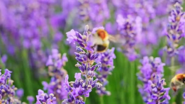 Honigbienen auf Blumen. Lavendelblüten — Stockvideo