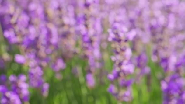 Campo de flores de lavanda. Abeja de miel en una flor de lavanda — Vídeos de Stock