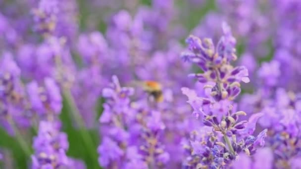 라벤더 꽃 위에 있는 꿀 벌 — 비디오