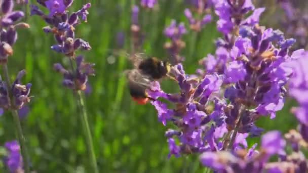 Lavanta çiçeğindeki arı — Stok video