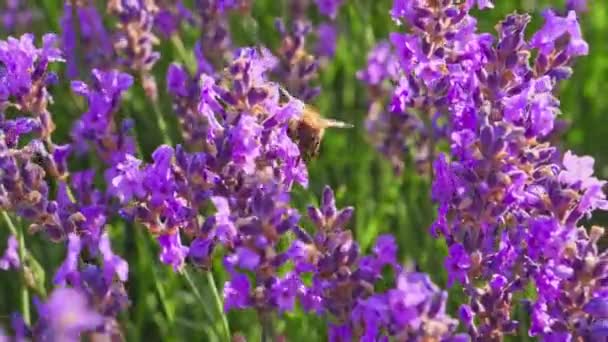 Honungsbin på en lavendelblomma — Stockvideo