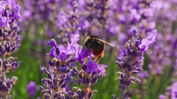 Honigbiene auf einer Lavendelblüte — Stockvideo