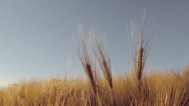 Gros plan des épis de blé contre un ciel pur — Video