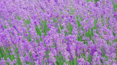 Lavanta çalıları, mor lavanta çiçekleri..
