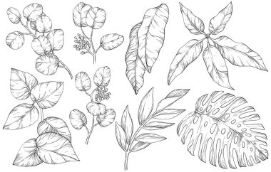 Yapraklarla dolu. Botanik illüstrasyon. Yeşillik, canavar, okaliptüs. Çiçek seti. Siyah ve beyaz