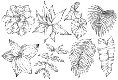 Botanik illüstrasyon. Yapraklar, aloe, kaktüs, palmiye dalı. Çiçek seti. Siyah ve beyaz