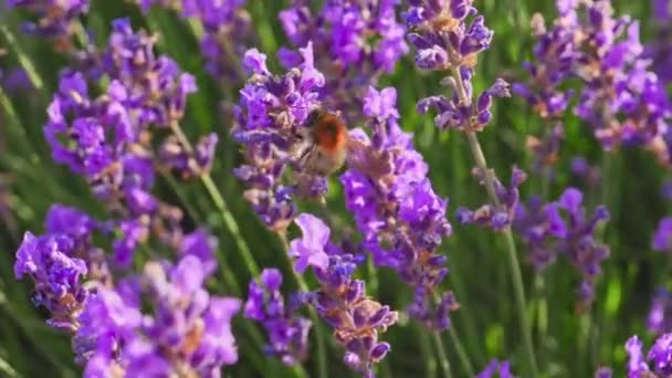 Медовые пчелы. Лавандовые цветы в Провансе — стоковое видео