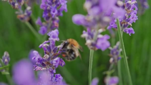 Abeja de miel en una flor de lavanda, la abeja recoge el polen — Vídeos de Stock