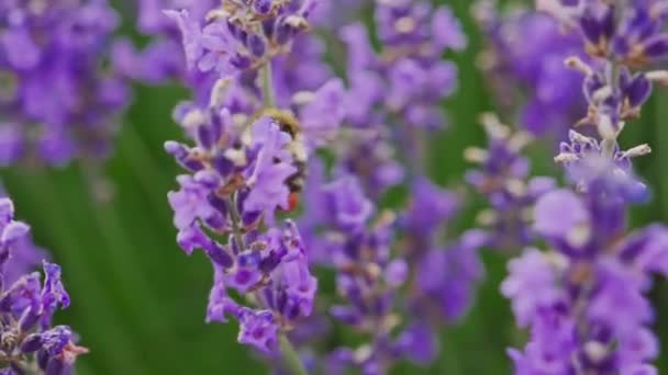 Honey Bee sur une fleur de lavande. Collecte des abeilles nectar — Video
