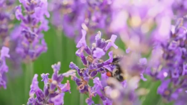 Nahaufnahme einer Honigbiene auf einer Lavendelblüte — Stockvideo
