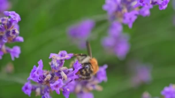 ラベンダーの花で蜂を閉じます — ストック動画
