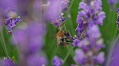 Lavanta çiçekli bal arısı, Arı polen toplar