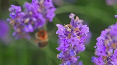 Lavanta çiçekli bal arısı, lavanta tarlasında
