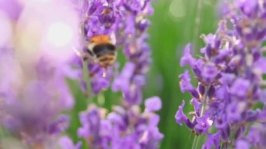 Lavanta çiçekli bal arısı, lavanta tarlasında.