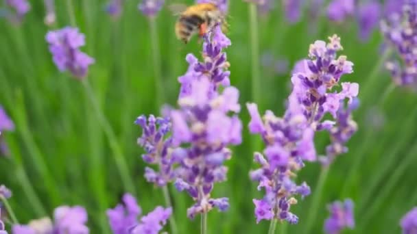 Мед Бджола на лавандовій квітці, поле лаванди. — стокове відео