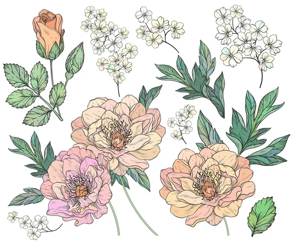 Set with peony flowers and leaves. — ストックベクタ