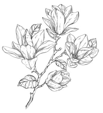 Güzel siyah beyaz manolya çiçekli brunch.