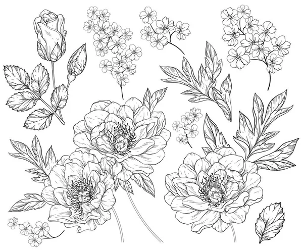 Σετ με παιώνια λουλούδια και φύλλα. Μαύρο και άσπρο — Διανυσματικό Αρχείο