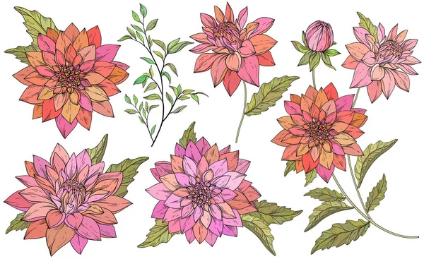 Set met handgetekende chrysanten — Stockvector