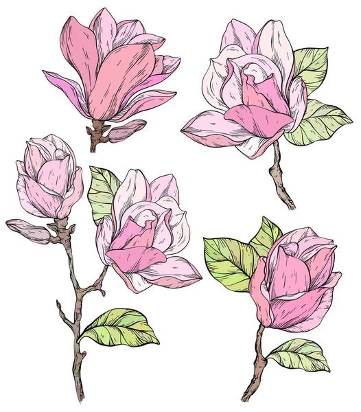 Set of Beautiful magnolia flowers plants. — Stock Vector