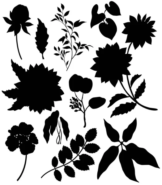 Floral set of plant silhouettes isolated on white background — Stock Vector