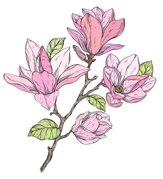 Mooie bloeiende magnolia bloemen brunch. — Stockvector