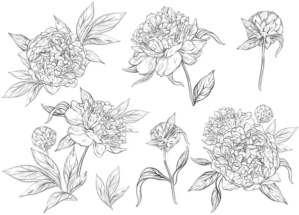 Conjunto floral con peonías y hojas, capullos florales. Arte de línea, gráficos vintage. Blanco y negro — Vector de stock