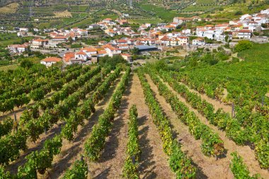 douro bölgesinde, p parlak yeşil asma kültürlerle manzara