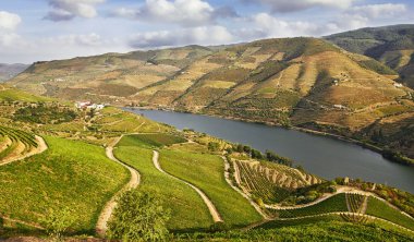 güzel üzüm bağları douro Valley, Portekiz