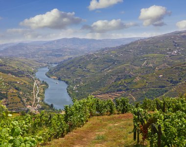 Vineyard peyzaj douro bölgesinde, Portekiz 