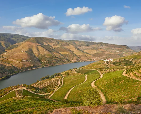 Beautiful Vineyards in Douro Valley, Portugal — Stock Photo, Image