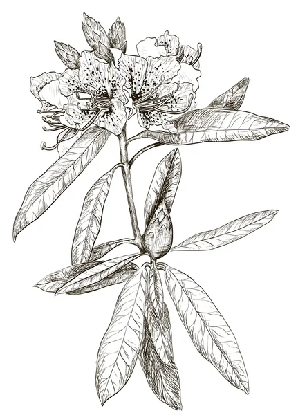 ओलेंडर फूल का स्केच — स्टॉक वेक्टर