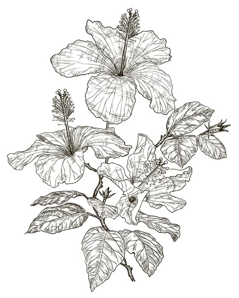 Bosquejo de flores de hibisco — Vector de stock